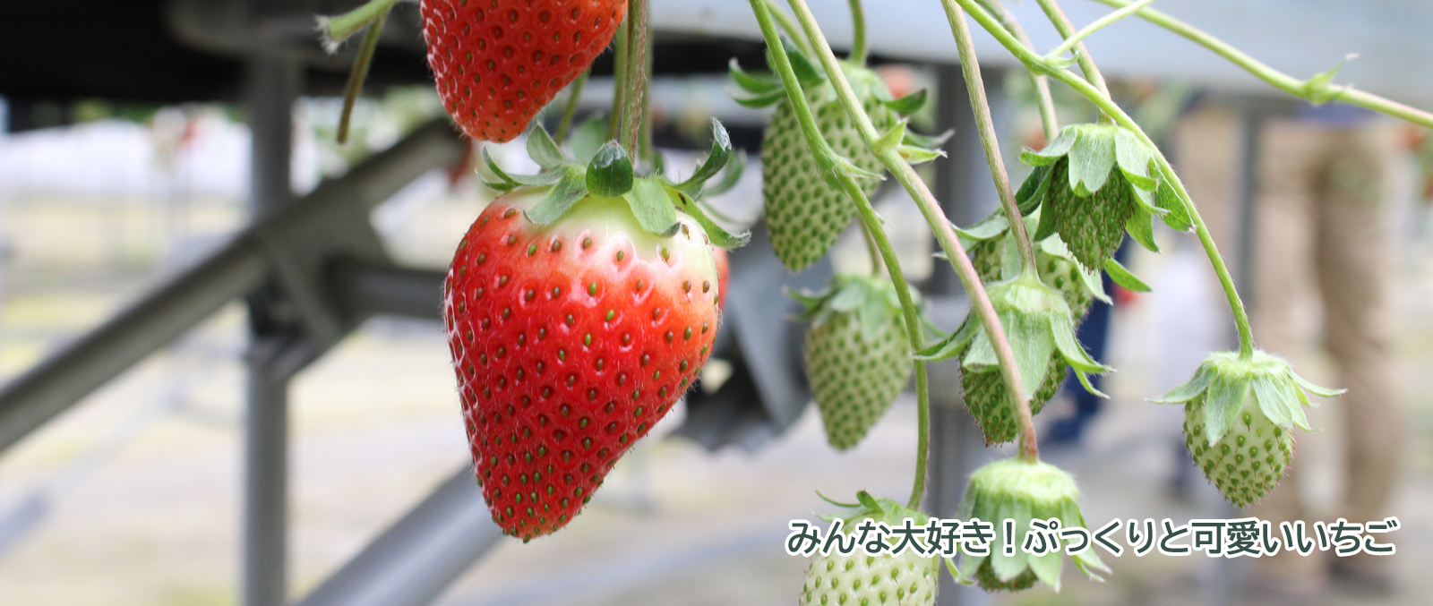 旬の農産物「イチゴ」